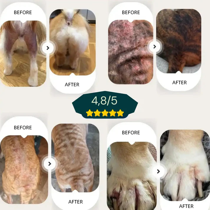 Veterinarian-Approved Skin Calming Spray