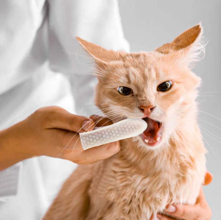 Pet Teeth Cleaning Finger Wipes - Protects Against Dental Diseases