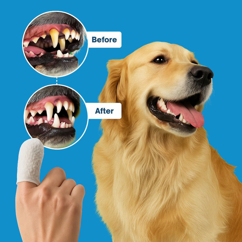 Pet Teeth Cleaning Finger Wipes - Protects Against Dental Diseases