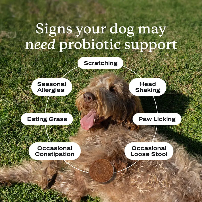 Allergy & Immune Probiotic Chew